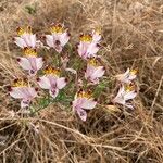 Alstroemeria pulchra Flor