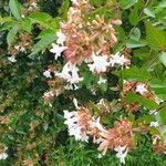 Abelia × grandiflora Květ