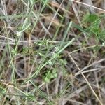 Stellaria alsine Blüte