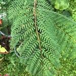 Jacaranda mimosifoliaFolha