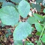 Rubus foliosus Hoja