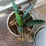 Calathea lancifolia Hoja