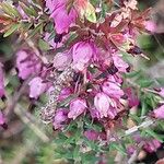 Erica tetralix Flor