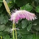 Sanguisorba hakusanensis Floare