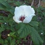 Stewartia malacodendron Flower