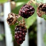 Rubus gratus Frukt