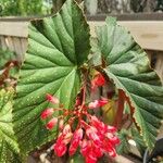 Begonia aconitifolia ᱥᱟᱠᱟᱢ