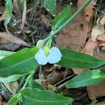 Commelina erectaBlüte