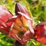 Gentiana purpurea Flor
