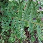 Dryopteris atrata Листок