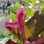 Graptophyllum pictum Flor
