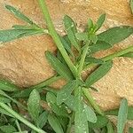 Lepidium graminifolium Lapas