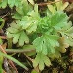 Alchemilla australis മറ്റ്