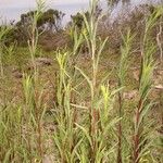 Euthamia occidentalis Hábito