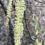 Corylus avellana Blüte