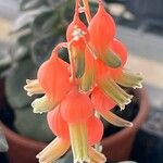 Gasteria glomerata Flor