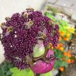 Angelica gigas Flower