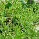 Stellaria apetala 葉