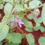 Marsypianthes chamaedrys Fleur