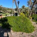 Acacia cognata Costuma