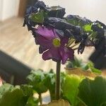 Primula hirsuta Flor