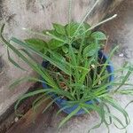 Eleusine indica Hoja