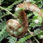 Polystichum braunii Likasa