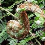 Polystichum braunii Лист