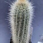 Pilosocereus chrysostele Hábito