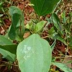 Smilax goyazana Leaf