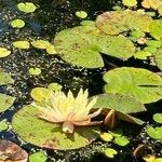 Nymphaea mexicana Flor