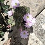 Echinopsis oxygona Цветок