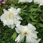 Paeonia rockii Hábitos