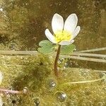 Ranunculus aquatilis 花
