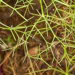 Cachrys sicula 葉
