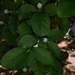 Brunfelsia australis Ліст