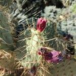 Opuntia engelmannii Foglia