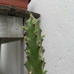 Euphorbia neriifolia Bark