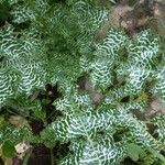 Silybum marianum 整株植物