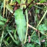 Persicaria minor Feuille