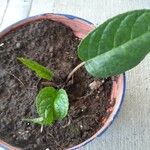 Dorstenia elata Leaf