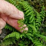 Asplenium foreziense Fuelha