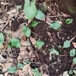 Arisarum simorrhinum Blad