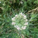 Daucus carotaKwiat