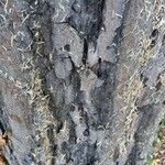 Ulmus americana Bark