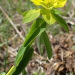 Euphorbia verrucosa Habit