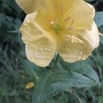 Oenothera biennisফুল