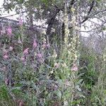 Verbascum blattaria Plante entière