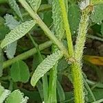 Astragalus asterias বাকল
