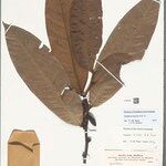Guatteria discolor Hoja